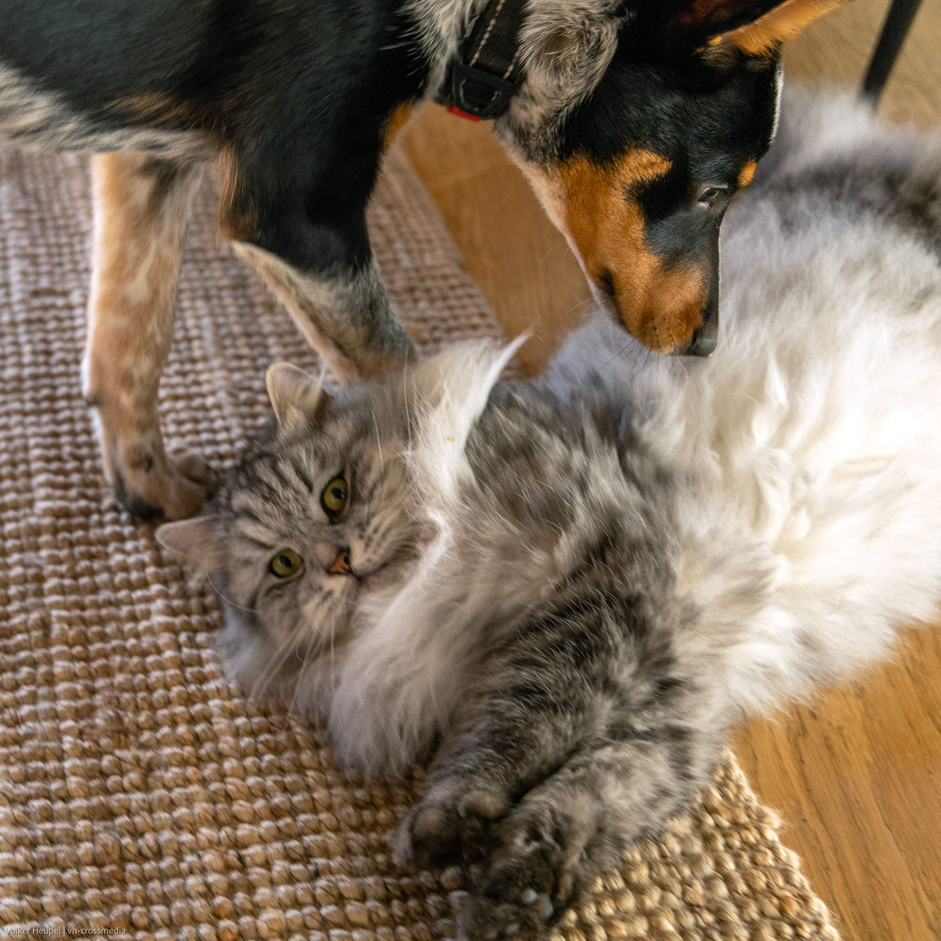 26-02-18_26-02-18_IMG_4117